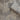 Anaya Fern Wallpaper Charcoal