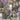 Basildon Forest Mulberry/Green Wallpaper