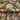 Bohemian Garden Khaki Wallpaper