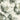 Elysian Floral Green and Gold Wallpaper - Floral Marble Wallpaper
