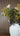 Floral Arrangement - Pauls Picks