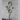 Kangaroo Paw Ore Silk Flower