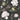 Pyrus Floral Black Wallpaper