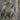 Silvana Plain Charcoal Taupe Wallpaper