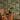 Statement Tropical Frames Green Wallpaper