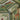 Statement Tropical Frames Green Wallpaper