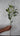 Eucalyptus Populus Silk Flower