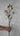 Kangaroo Paw Ore Silk Flower