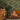 Tree Tapestry Green Wallpaper