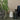 Palm Texture Natural | WonderWall by Nobletts | WonderWall by Nobletts