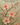 Cherry Blossom Wallpapers