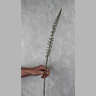 Eremurus Peach Silk Flower