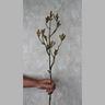 Kangaroo Paw Ore Silk Flower