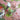 Koi Pond Blush Wallpaper