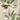 Oliana Floral Wallpaper Green and Pink

