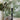 Olivia Vintage Floral Wallpaper Sage

