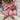 Paul Moneypenny Tied Up Blush