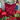 Paul Moneypenny Tied Up Scarlet Cushion