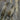 Silvana Plain Charcoal Taupe Wallpaper