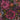 The Trend Spectrum - 'Dede's Garden' Floral Multi Wallpaper