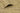 Toasted Wood Antique Gold Wallpaper
