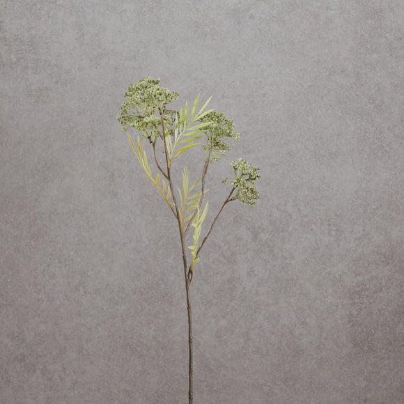Milkweed Vert