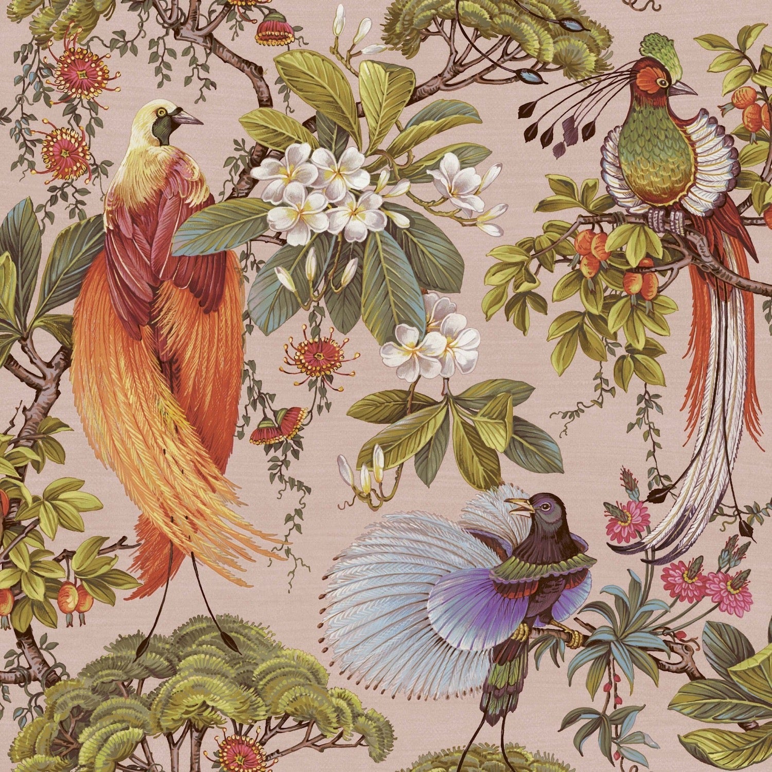Songbird Pink Wallpaper | WonderWall by Nobletts  | Holden