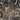 Vasari - Sienna Marble Black/Gold Wallpaper | 534481